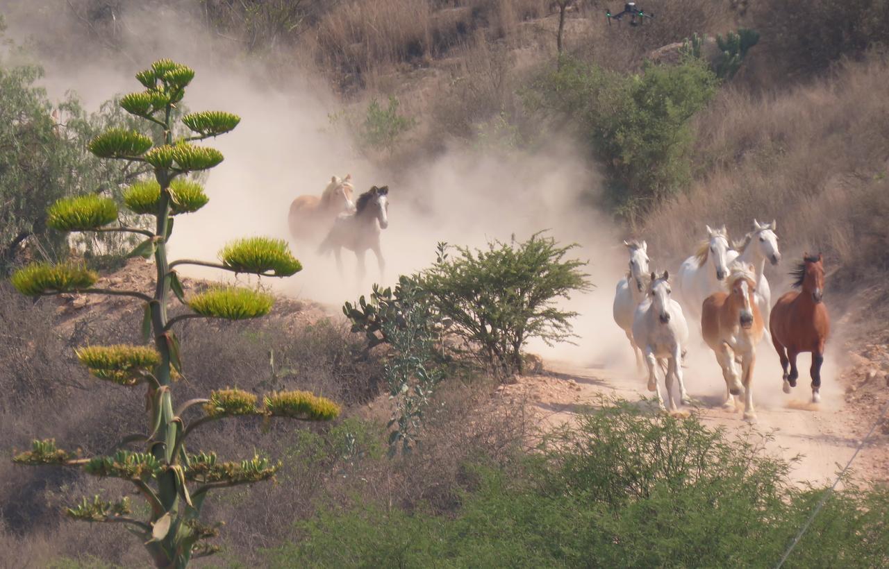 Hacienda Tovares Cadereyta de Montes Kültér fotó